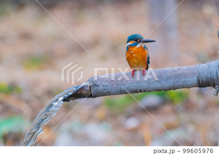 カワセミ クローズアップ 高画質 野鳥 風景素材 99605976
