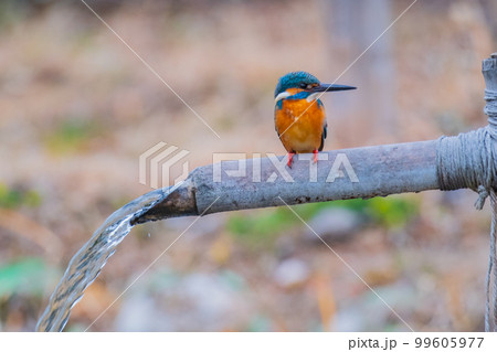 カワセミ クローズアップ 高画質 野鳥 風景素材 カワセミ クローズアップ 高画質 野鳥 風景素材 99605977