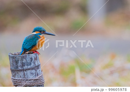 カワセミ クローズアップ 高画質 野鳥 風景素材 カワセミ クローズアップ 高画質 野鳥 風景素材 99605978