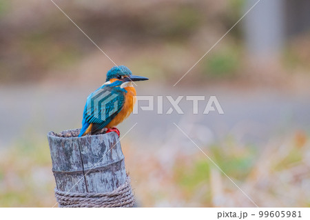 カワセミ クローズアップ 高画質 野鳥 風景素材 99605981