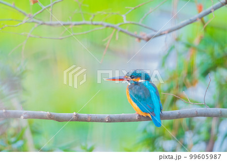 カワセミ クローズアップ 高画質 野鳥 風景素材 カワセミ クローズアップ 高画質 野鳥 風景素材 99605987