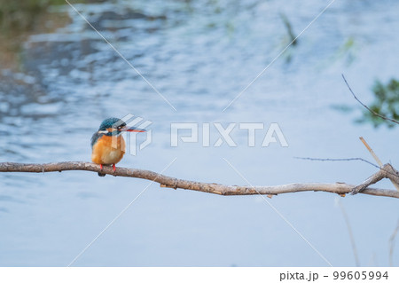 カワセミ クローズアップ 高画質 野鳥 風景素材 カワセミ クローズアップ 高画質 野鳥 風景素材 99605994