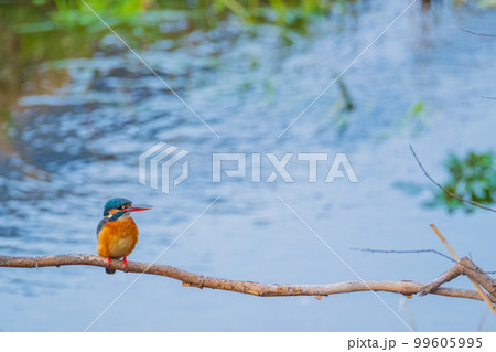 カワセミ クローズアップ 高画質 野鳥 風景素材 カワセミ クローズアップ 高画質 野鳥 風景素材 99605995