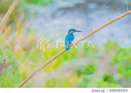 カワセミ クローズアップ 高画質 野鳥 風景素材 99606004