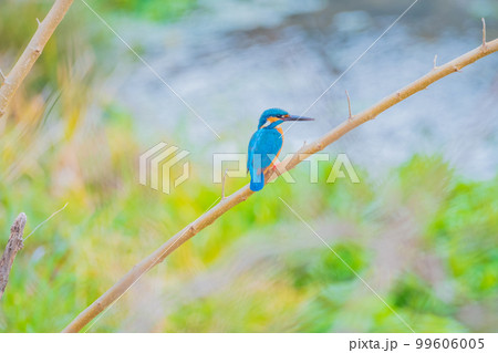 カワセミ クローズアップ 高画質 野鳥 風景素材 カワセミ クローズアップ 高画質 野鳥 風景素材 99606005