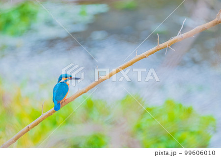 カワセミ クローズアップ 高画質 野鳥 風景素材 カワセミ クローズアップ 高画質 野鳥 風景素材 99606010