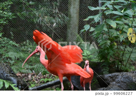 平川動物公園のショウジョウトキ 平川動物公園のショウジョウトキ 99606227