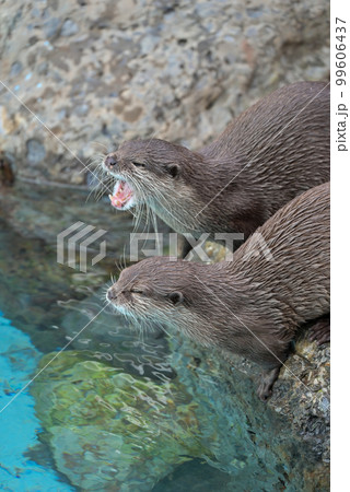 コツメカワウソ コツメカワウソ 99606437