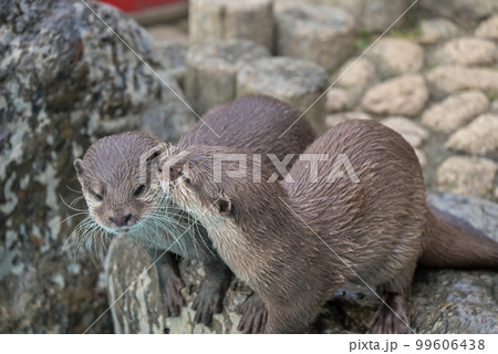 コツメカワウソ コツメカワウソ 99606438