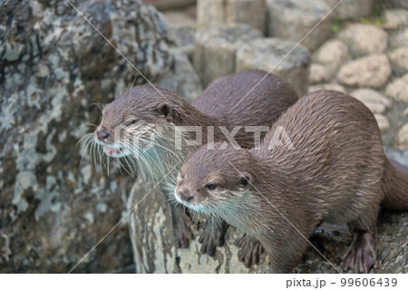 コツメカワウソ コツメカワウソ 99606439