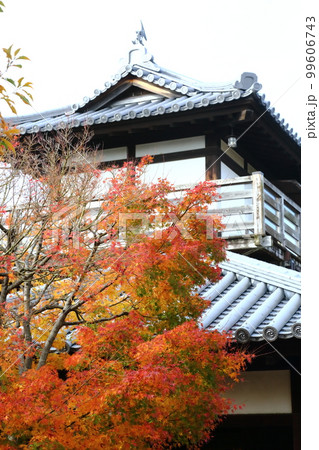 池田城跡公園の紅葉 99606743