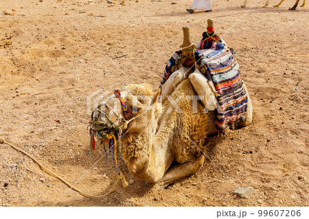 Close up view of one camel laying down on the hot send. Close up view of one camel laying down on the hot send. 99607206