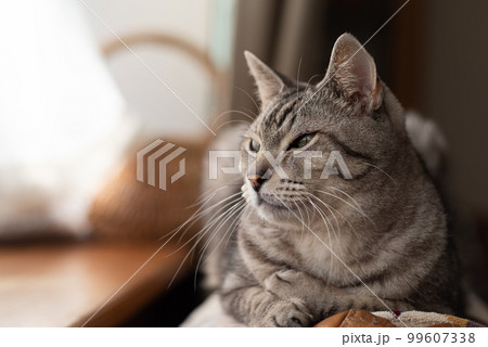 見つめる猫　サバトラ猫 99607338