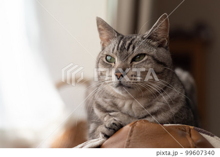 見つめる猫 サバトラ猫 見つめる猫 サバトラ猫 99607340