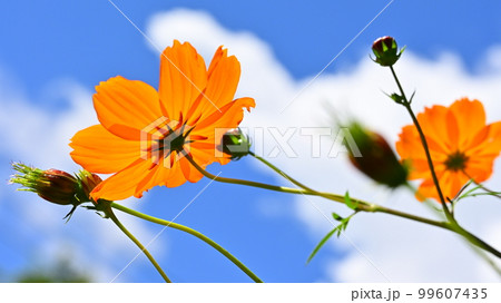 キバナコスモス 99607435