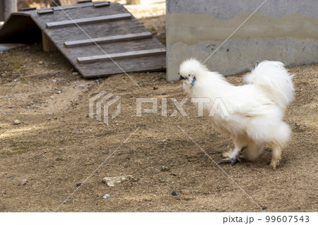 もこもこの白い毛に覆われたウコッケイ もこもこの白い毛に覆われたウコッケイ 99607543