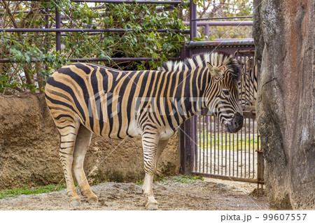 屋外にたたずむ一頭のシマウマ 屋外にたたずむ一頭のシマウマ 99607557
