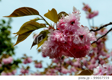 星観緑地の八重桜 99607559