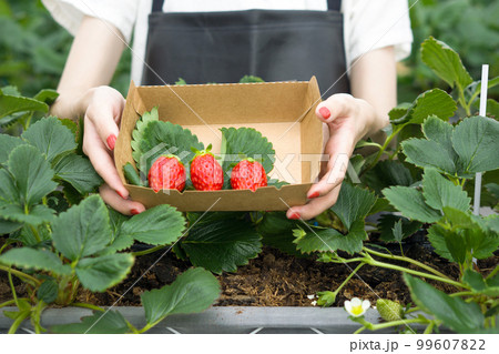 Japanese strawberries picked fresh from the garden. Fragrant, sweet, big, juicy, satisfying taste while visiting the indoor farm. Japanese strawberries picked fresh from the garden. Fragrant, sweet, big, juicy, satisfying taste while visiting the indoor farm. 99607822