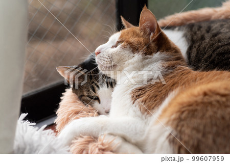 窓辺でくつろぐ二匹の猫 窓辺でくつろぐ二匹の猫 99607959