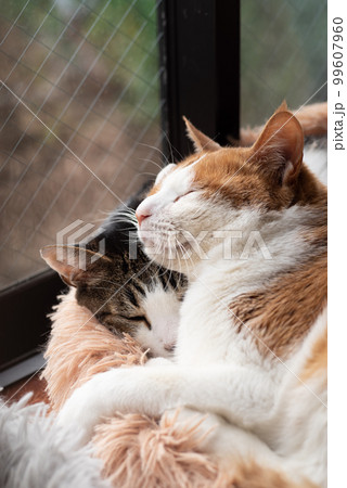 窓辺でくつろぐ二匹の猫 窓辺でくつろぐ二匹の猫 99607960