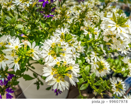 初夏の日差しと白いスカエボラの花 初夏の日差しと白いスカエボラの花 99607978