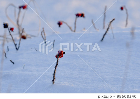 雪の中のハマナス 雪の中のハマナス 99608340