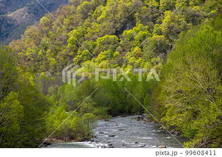 札幌八剣山新緑(砥山栄橋から望む豊平川)_8503 札幌八剣山新緑(砥山栄橋から望む豊平川)_8503 99608411