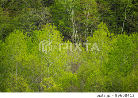 札幌八剣山新緑_8659 札幌八剣山新緑_8659 99608413