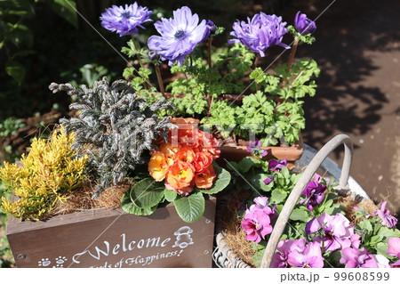 春の花寄せ植え&寄せ鉢 春の花寄せ植え&寄せ鉢 99608599