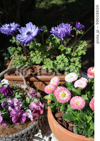 春の花寄せ植え＆寄せ鉢 99608600