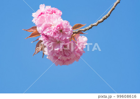 晴れた日の八重桜 晴れた日の八重桜 99608616