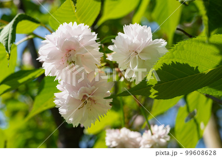 満開の剣折戸菊桜 満開の剣折戸菊桜 99608628