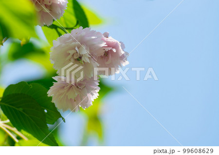満開の剣折戸菊桜 満開の剣折戸菊桜 99608629