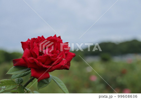 荒尾市 おもやい市民花壇 バラの花、 荒尾市 おもやい市民花壇 バラの花、 99608636