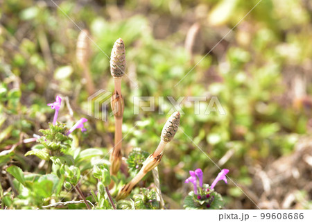 つくし　ツクシ　早春イメージ　早春賦　春の風景　春の野原　 99608686