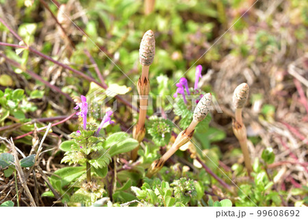 つくし　ツクシ　早春イメージ　早春賦　春の風景　春の野原　 99608692