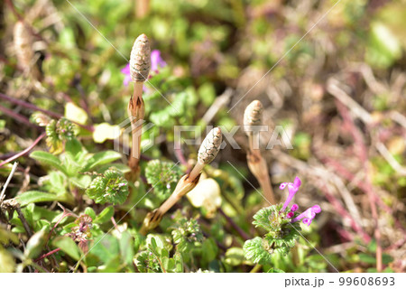 つくし　ツクシ　早春イメージ　早春賦　春の風景　春の野原　 99608693