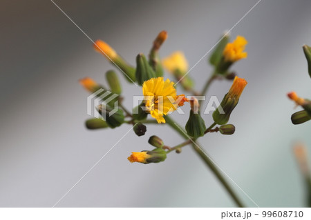 ほうれん草の花1 ほうれん草の花1 99608710