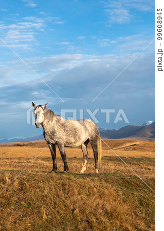 White horse on the background of a mountain peak.  Beautiful horses in an autumn meadow poses against the background of a white snow-covered mountain. Vertical view. 99608945