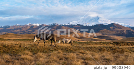 Two wild white and brown horses go on the mountain pasture. Beautiful horses in an autumn meadow poses against the background of a white snow-covered Elbrus mountain. Wide panoramic view. 99608946