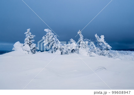 Harsh northern winter snow-covered frosty natural background with a frozen trees. Minimalistic landscape with naked snowy trees in a winter field. Amazing scene in blue cloudy and foggy weather. 99608947