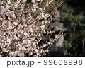 茅ヶ崎 高砂緑地の梅 99608998