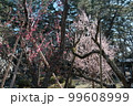 茅ヶ崎 高砂緑地の梅 99608999
