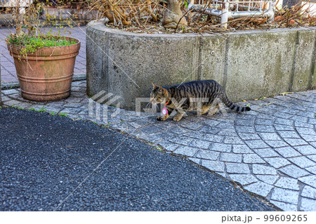 近くのスズメの群れが気になるネコ 99609265