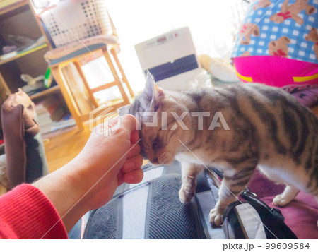 猫の頭突き 猫の頭突き 99609584
