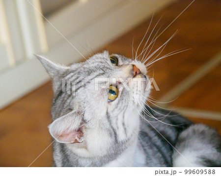 綺麗な猫の横顔 99609588