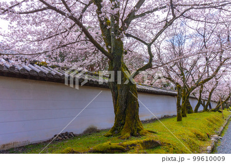 【イメージフォト】醍醐寺　しみじみと桜見るオラウータン 99610009