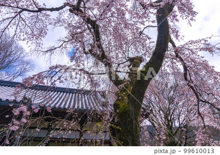 【イメージフォト】醍醐寺　でっかい巨人が桜自慢 99610013