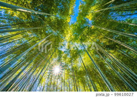 日本の横浜都市景観　新緑・エコ。美しい緑色に染まった竹林 99610027
